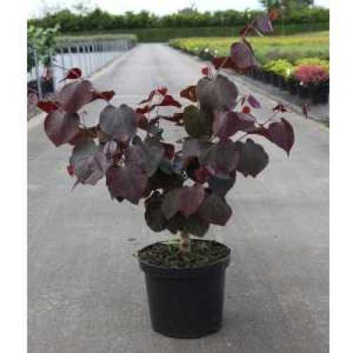 Cercis Canadensis Forest Pansy Redbud