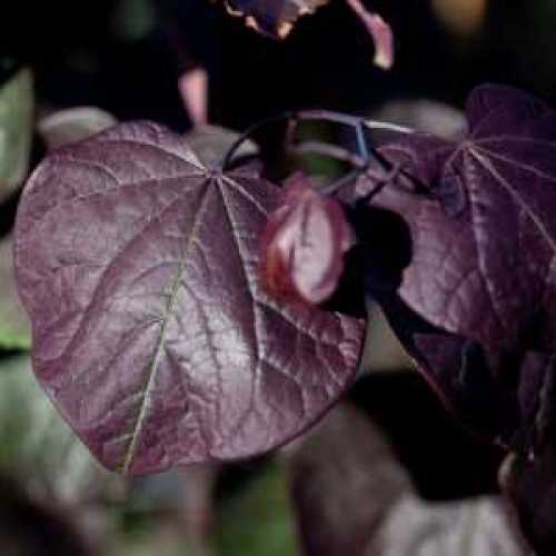 Cercis Canadensis Forest Pansy Redbud