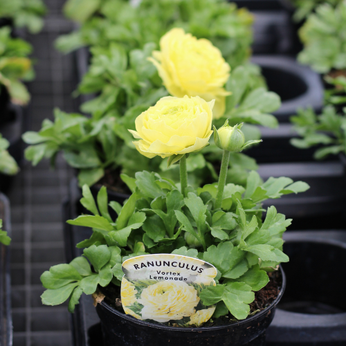 6535_500_122825_Gardeners_Retreat_Cafe_Logos_(25).png