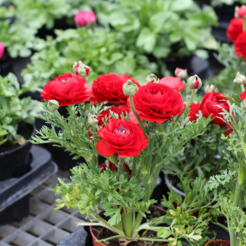 6535_500_122827_Gardeners_Retreat_Cafe_Logos_(23).png