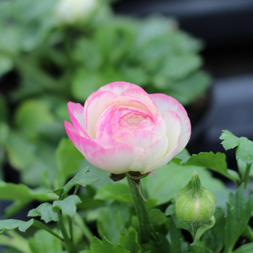 Ranunculus peony new arrivals