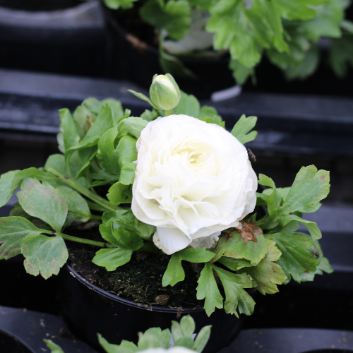 6535_500_122833_Gardeners_Retreat_Cafe_Logos_(20).png