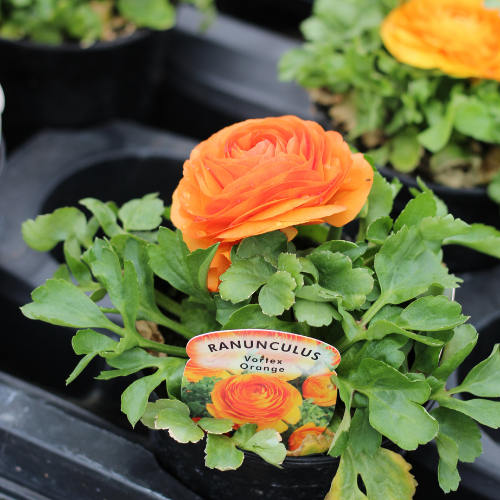 6535_500_122835_Gardeners_Retreat_Cafe_Logos_(19).png