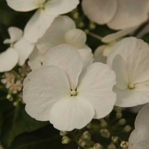 Buy Hydrangea Runaway Bride Online Hydrangea Runaway Bride