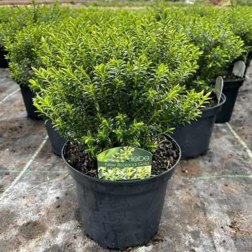 6555_500_102442_Hebe_New_Zealand_Gold_Pot_300.jpg