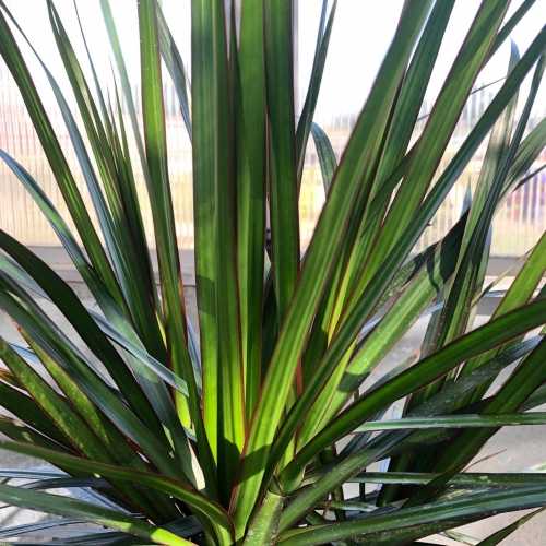 Dracaena Marginata 95-100cm Total Height (Dragon Tree) Indoor Plant