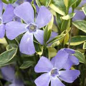 Vinca Minor Argenteovariegata (Lesser Periwinkle)