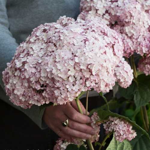 Image of Hydrangea arborescens Sweet Annabelle white flower