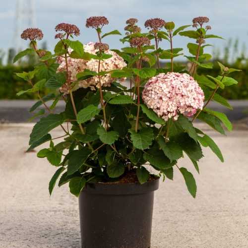Image of Hydrangea arborescens sweet annabelle in a pot