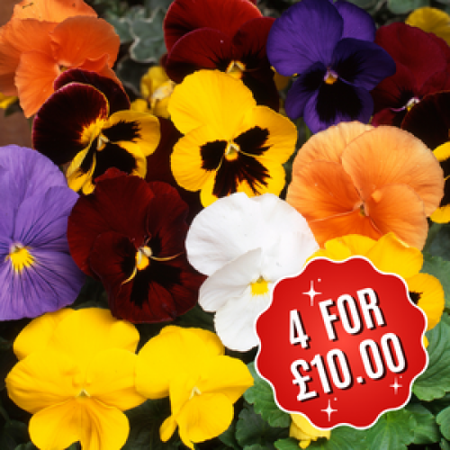 Buy Cheap Winter Flowering Pansy Online Cheap Pansies Online Pansy