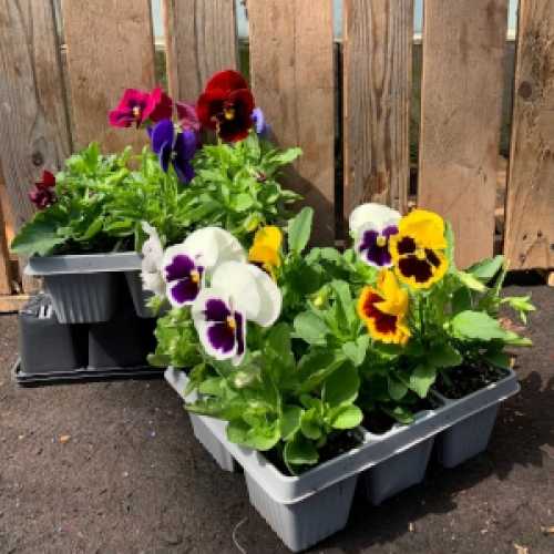 Pansy Winter Flowering (Pansies) Bedding Plants Mixed Colours - 6 Per Tray