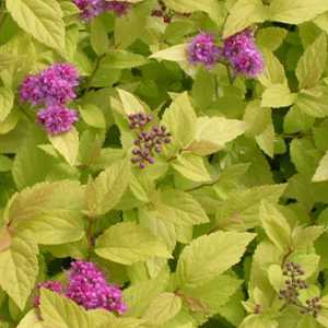 Cheap Spiraea Japonica Candlelight : Low Growing Shrubs ...