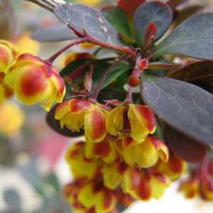 Berberis Ottawensis Auricoma