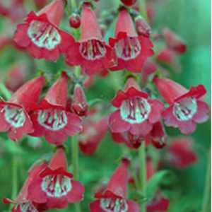 Penstemon Volcano 'Etna'