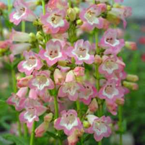 Penstemon Volcano 'Fujiyama'