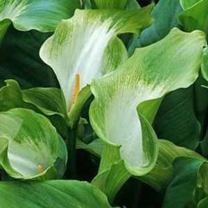 Zantedeschia Green Goddess (Arum Lily)