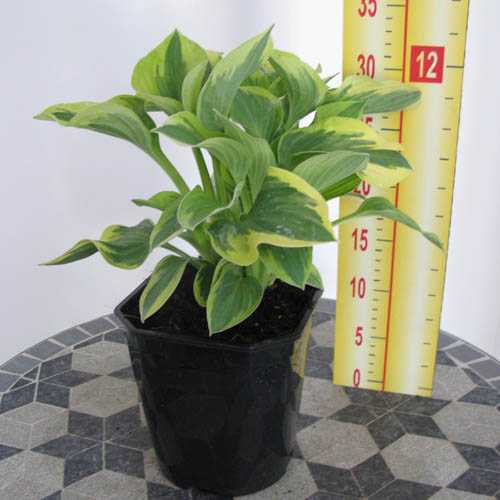 Hosta Fortunei (Plantain Lily)