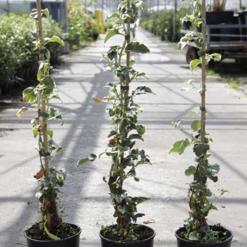 Hydrangea Anomala Petiolaris 'Silver Lining'
