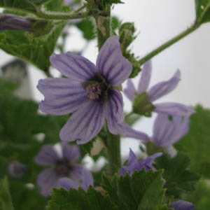 Malva Sylvestris Primary Blue Common Mallow