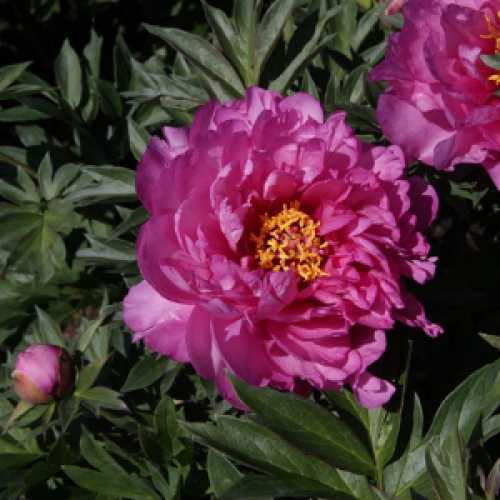 Peony (Paeonia) ITOH Intersectional First Arrival