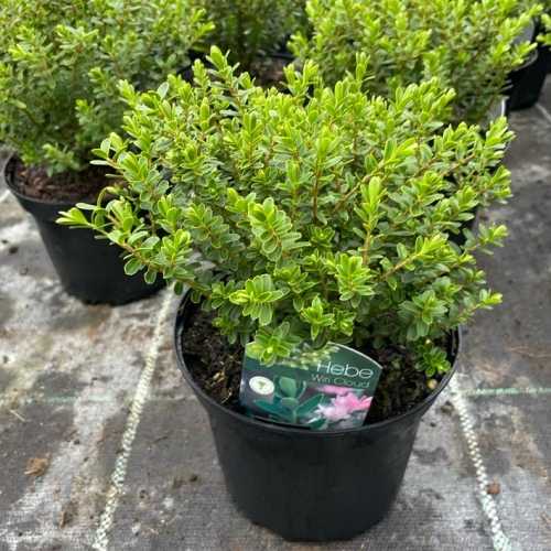 674_500_013638_Hebe_Wiri_Cloud_Pot_300.jpg