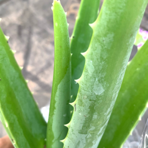 Aloe Vera Succulent Indoor Plant House Plant