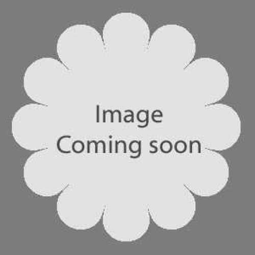 Rubus Thornless Evergreen