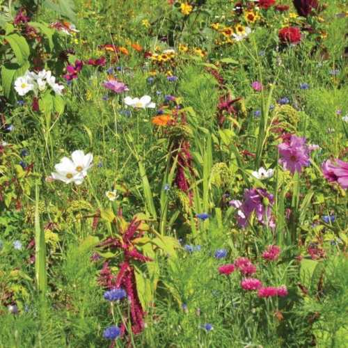 Flower Seeds to attract birds flower seeds wildlife seeds