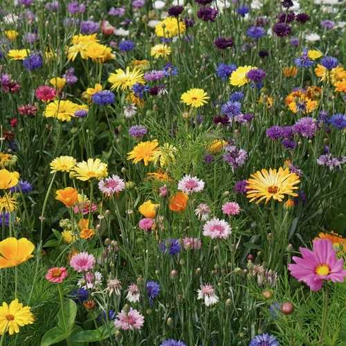 Buy wildlife seeds seed collections flower seeds