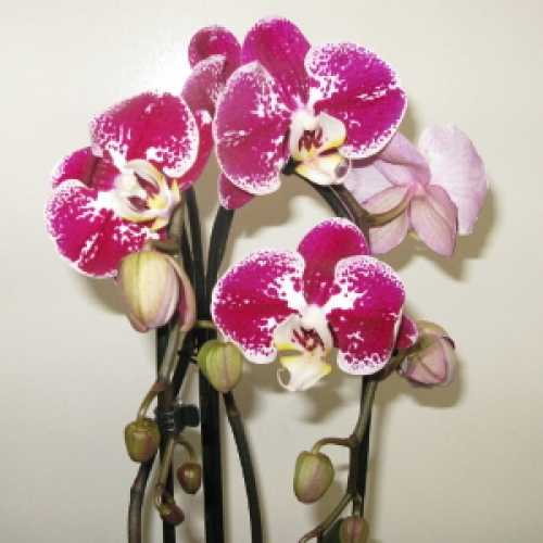 Buy Phalaenopsis Multistem Orchid, orchids for sale, online orchid