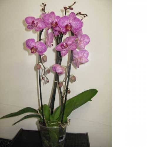 Buy Phalaenopsis Multistem Orchid, orchids for sale, online orchid