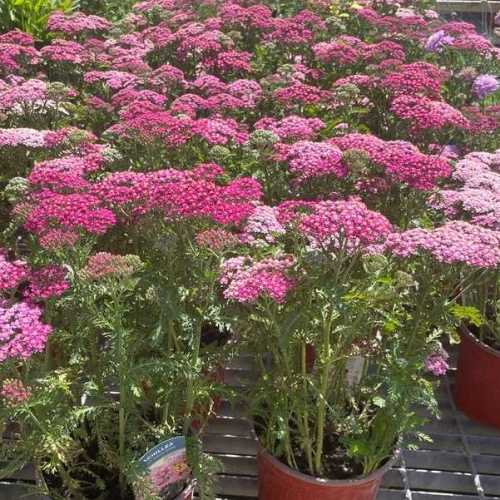 6798_500_015921_Achillea_Milly_Rock_Rose_300.jpg
