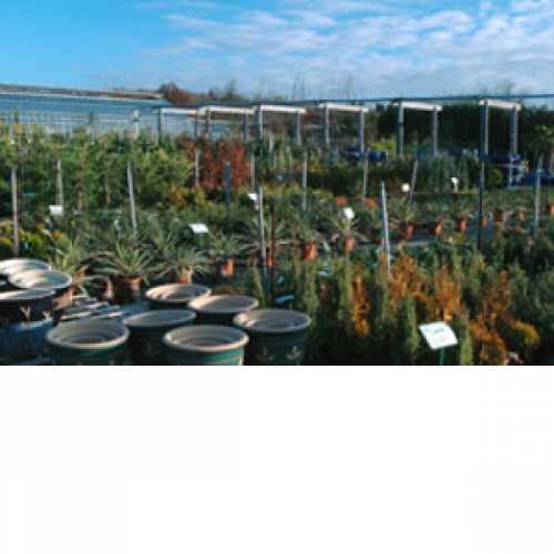 Plants Galore Garden Centre Roydon Buy Quality Plants in Essex