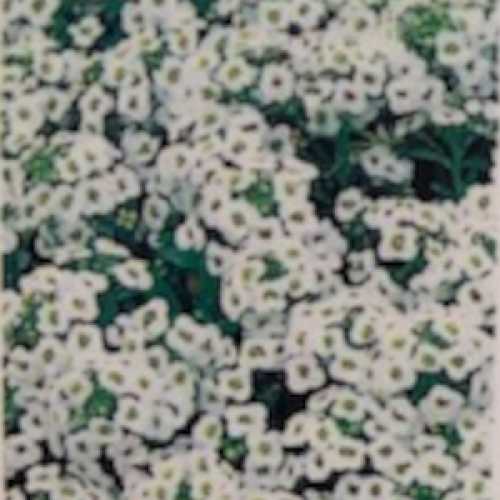 Buy Alyssum White Bedding Plants Buy White Summer Bedding Plants