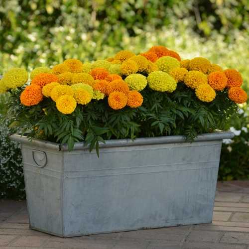 African Marigold Mixed 10 Per pack