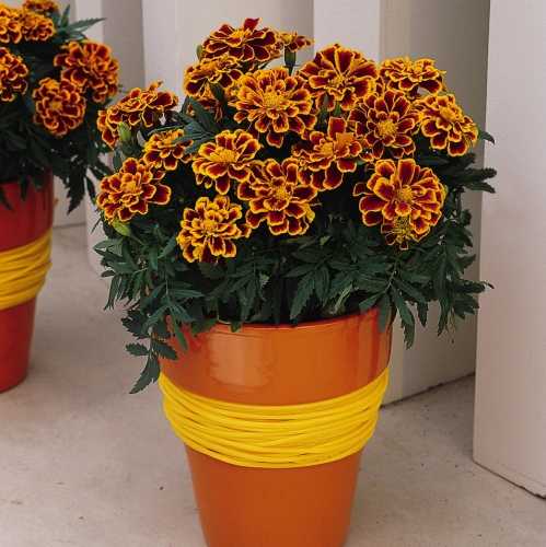 French Marigold Flame 10 Per Pack