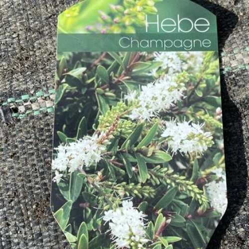 Hebe Champagne