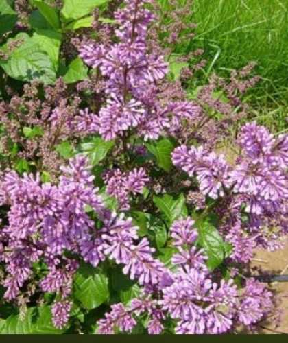 Syringa Minuet (Lilac)