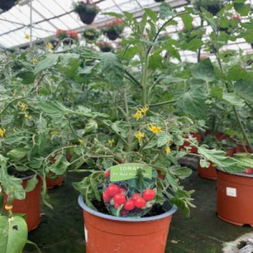 Tomato Plant F1 Red Profusion