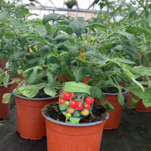 Buy Tomato Plant Cherry Falls Buy Quality Fruit and Vegetables