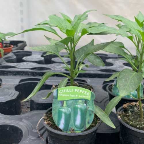 Buy Chilli Pepper (Jalapeno Type) F1 La Bomba Buy Quality Chillis Online