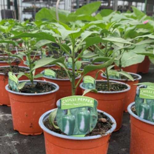 Chilli Pepper (Jalapeno Type) F1 La Bomba Plant