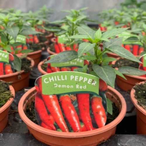 Chilli Pepper 'Demon Pepper' Plant