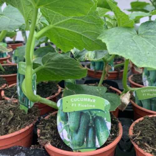 Cucumber F1 'Picolino' Plant
