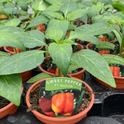 Sweet Pepper 'Delirio' Plant