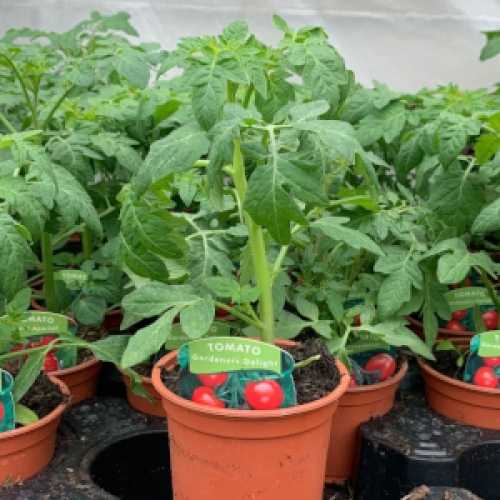 Tomato 'Gardeners Delight' Plant