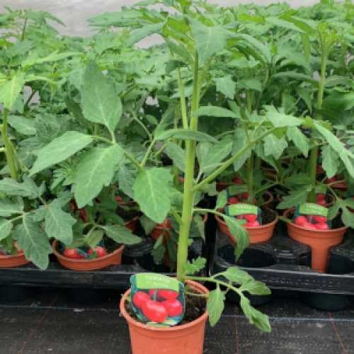 Tomato 'Shirley' Plant