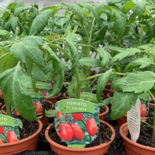 Tomato 'Floridity' Plant