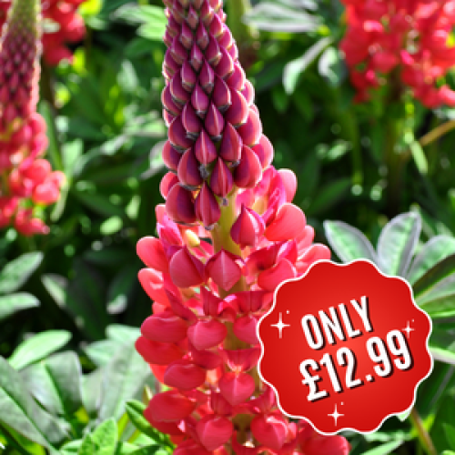 Buy Lupinus West Country Series Beefeater Plants Online : Plants Galore