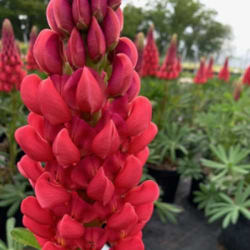 Lupinus West Country Series Beefeater